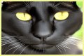 Can a Bombay cat have green eyes? – Janet-Panic.com